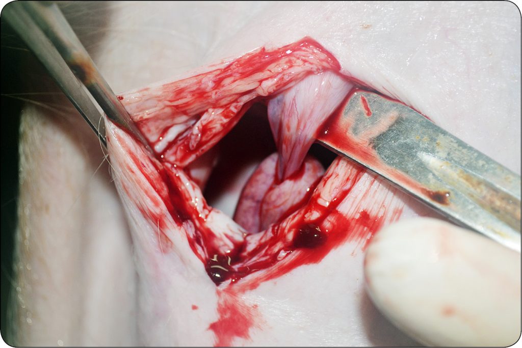 WWT_2_16_Pawel_Spyrka_LECZENIE_PRZEPUKLIN_PACHWINOWYCH_I_MOSZNOWYCH_RYC_13