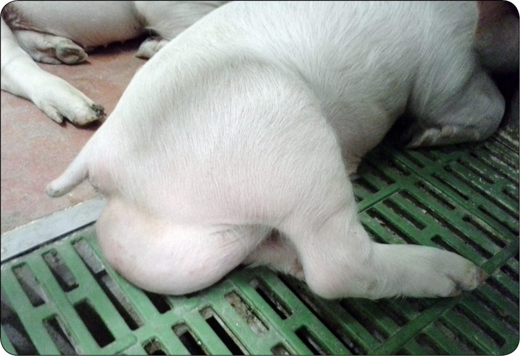 WWT_2_16_Pawel_Spyrka_LECZENIE_PRZEPUKLIN_PACHWINOWYCH_I_MOSZNOWYCH_RYC_2