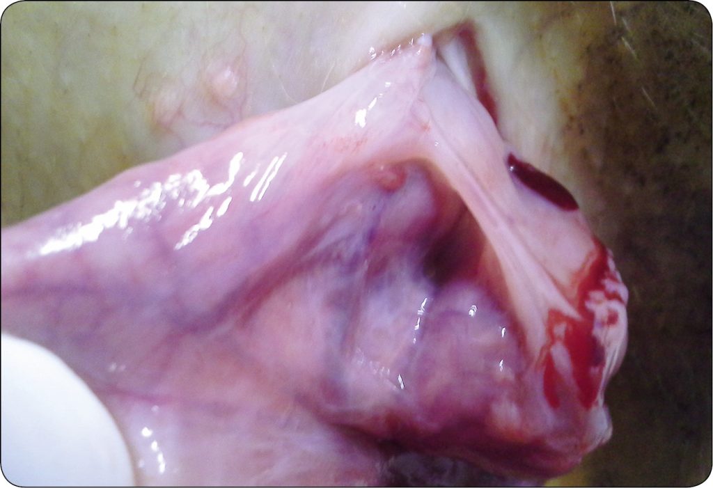 WWT_2_16_Pawel_Spyrka_LECZENIE_PRZEPUKLIN_PACHWINOWYCH_I_MOSZNOWYCH_RYC_3