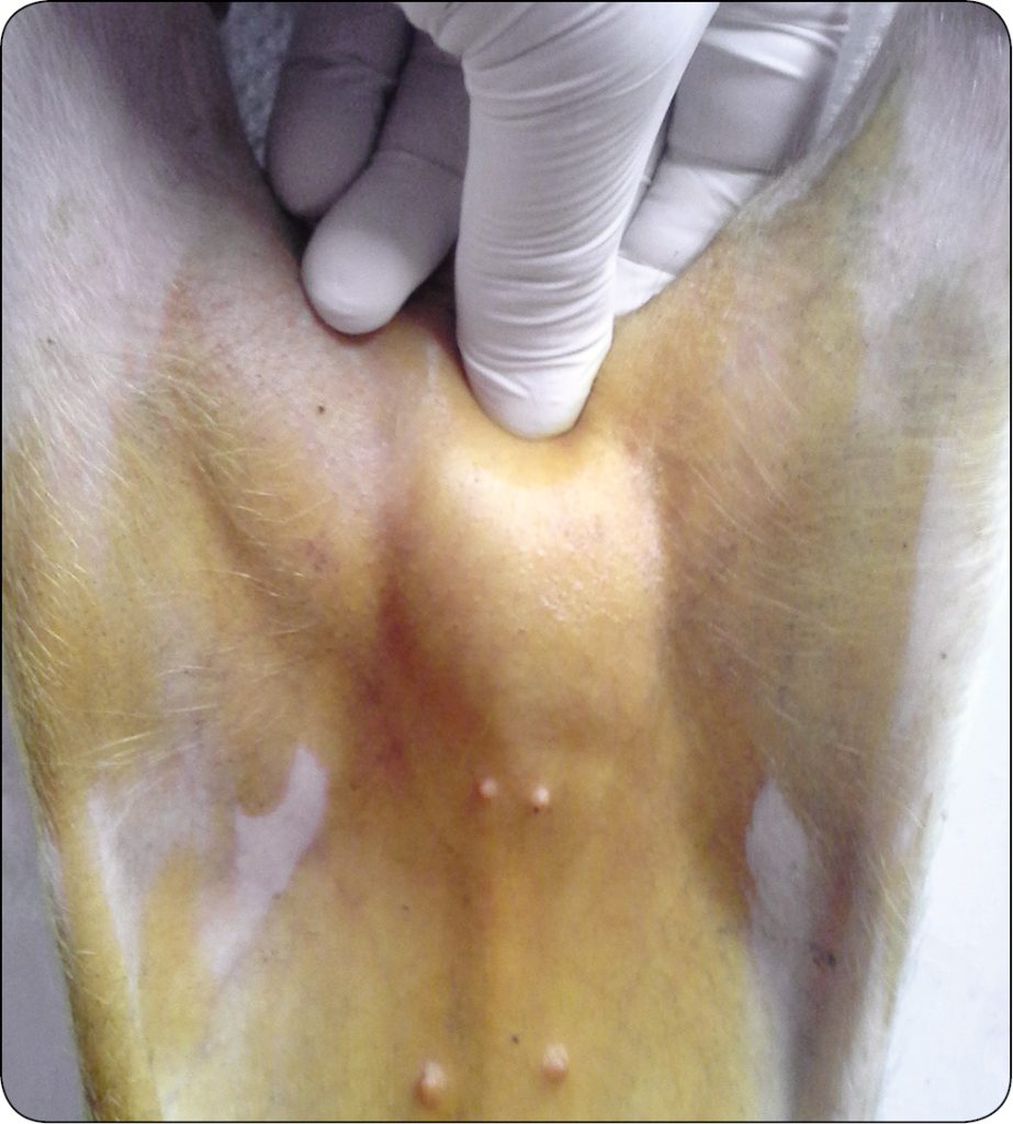 WWT_2_16_Pawel_Spyrka_LECZENIE_PRZEPUKLIN_PACHWINOWYCH_I_MOSZNOWYCH_RYC_4