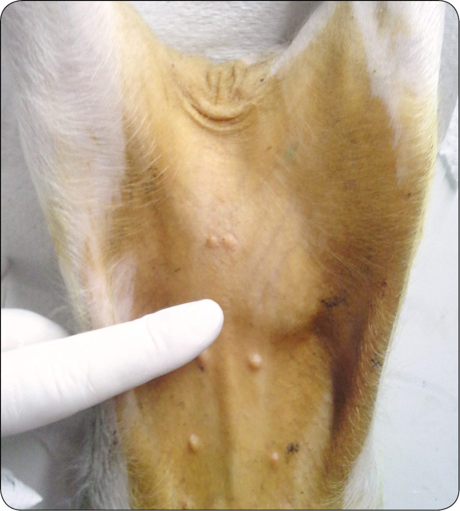 WWT_2_16_Pawel_Spyrka_LECZENIE_PRZEPUKLIN_PACHWINOWYCH_I_MOSZNOWYCH_RYC_5