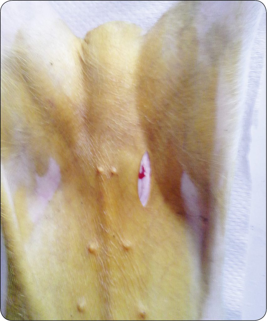 WWT_2_16_Pawel_Spyrka_LECZENIE_PRZEPUKLIN_PACHWINOWYCH_I_MOSZNOWYCH_RYC_7