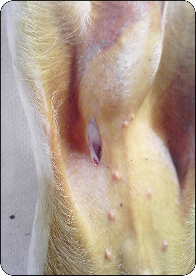 WWT_2_16_Pawel_Spyrka_LECZENIE_PRZEPUKLIN_PACHWINOWYCH_I_MOSZNOWYCH_RYC_8