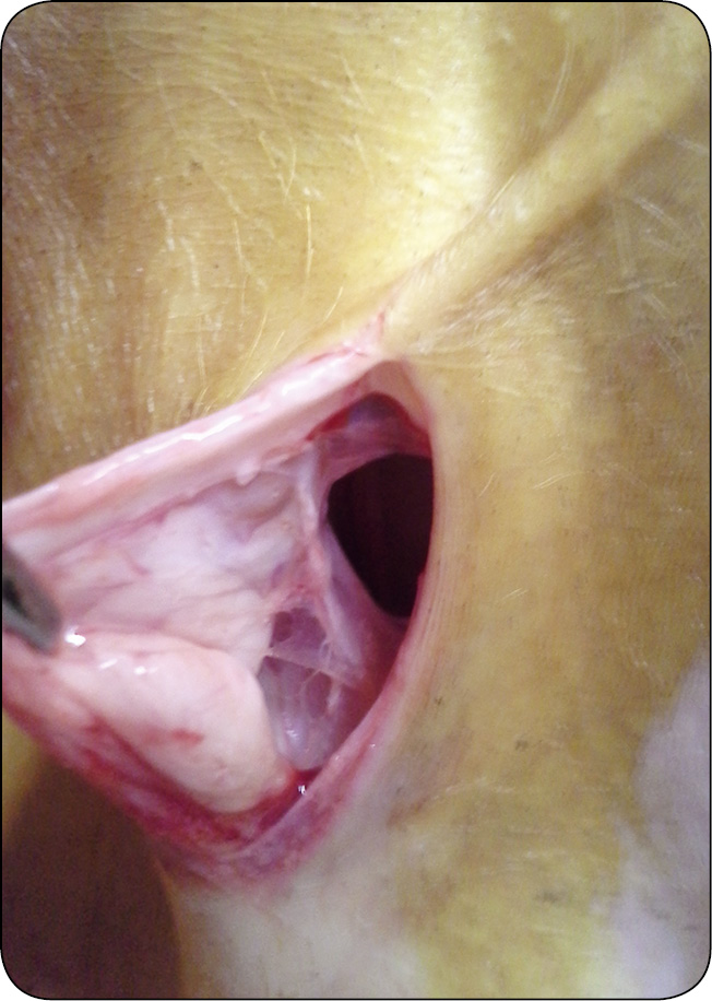 WWT_2_16_Pawel_Spyrka_LECZENIE_PRZEPUKLIN_PACHWINOWYCH_I_MOSZNOWYCH_RYC_9