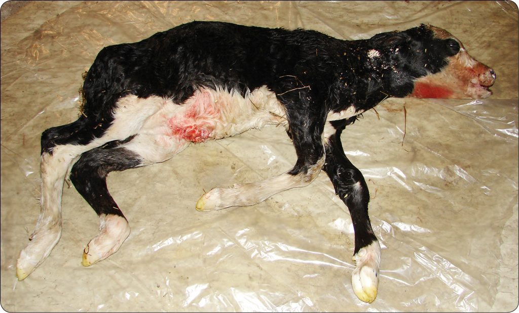 WWT_2_16_Tadeusz_Stefaniak_ZESPOL_SLABEGO_CIELECIA_RYC_1