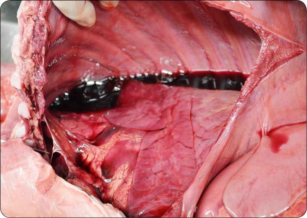 WWT_2_16_Tadeusz_Stefaniak_ZESPOL_SLABEGO_CIELECIA_RYC_2_A