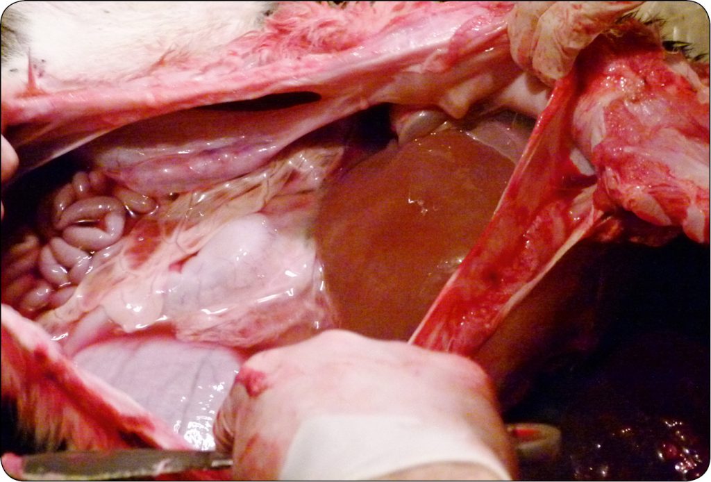 WWT_2_16_Tadeusz_Stefaniak_ZESPOL_SLABEGO_CIELECIA_RYC_2_B