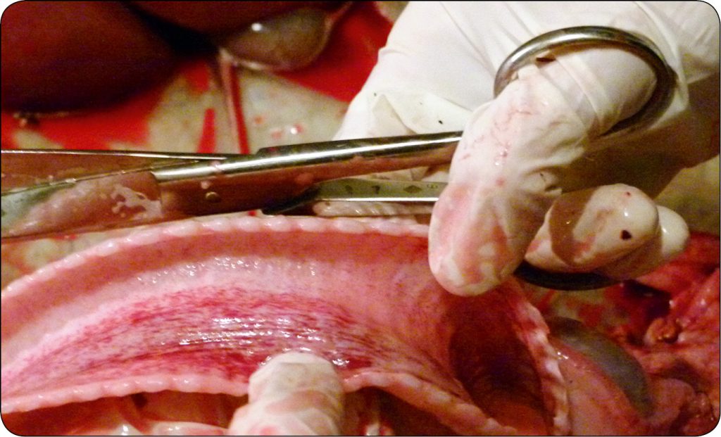 WWT_2_16_Tadeusz_Stefaniak_ZESPOL_SLABEGO_CIELECIA_RYC_3