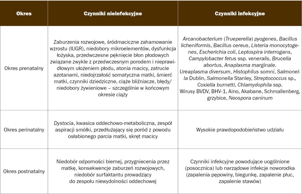 Zespół słabego cielęcia