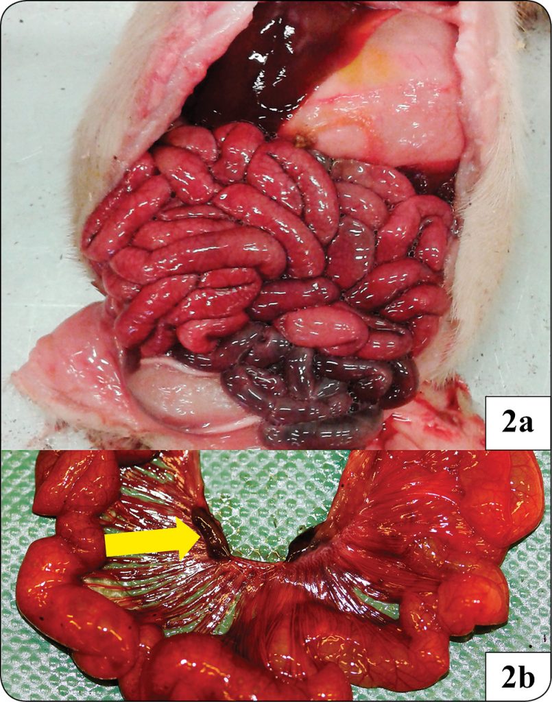 WWT_3_15_Marianne_Oropeza-Moe_ZAKAZENIA_CLOSTRIDIUM_U_PROSIAT_RYC_2