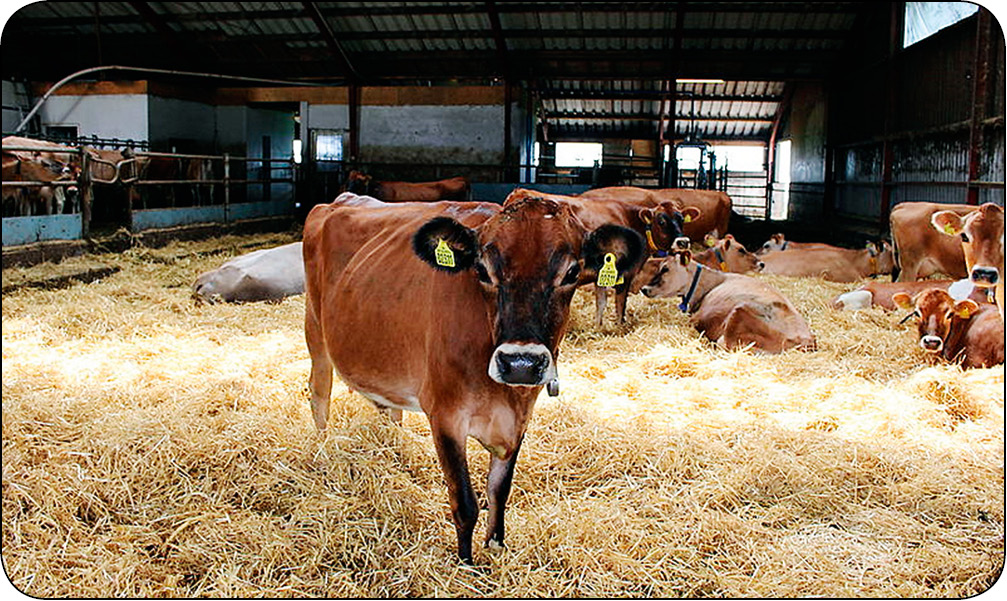 WWT_4_15_Sebastian_Smulski_LECZENIE_MASTITIS_BEZ_ANTYBIOTYKOW_RYC_1