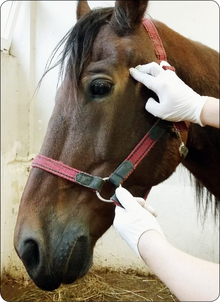 WWT_4_16_Piotr_Los_WPROWADZENIE_DO_STOMATOLOGII_KONI_RYC_5