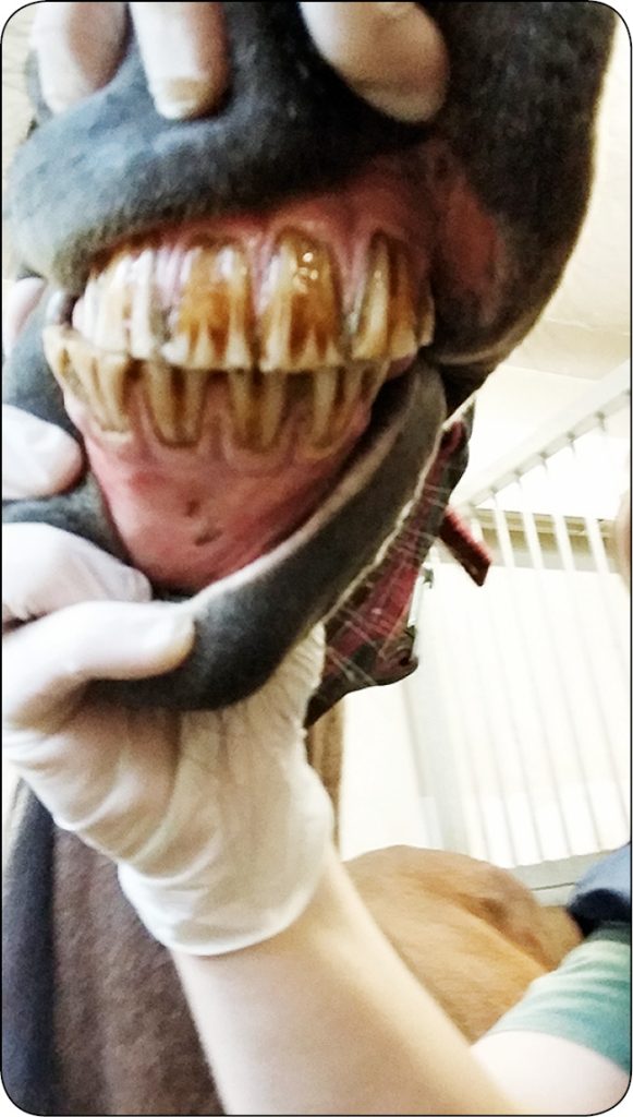 WWT_4_16_Piotr_Los_WPROWADZENIE_DO_STOMATOLOGII_KONI_RYC_6