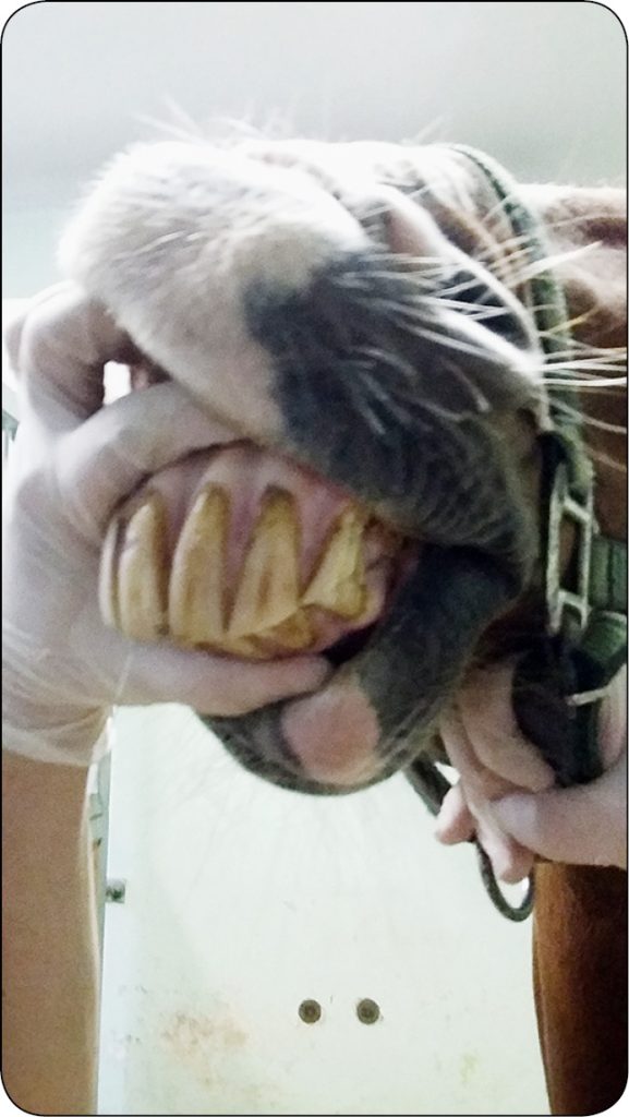 WWT_4_16_Piotr_Los_WPROWADZENIE_DO_STOMATOLOGII_KONI_RYC_7