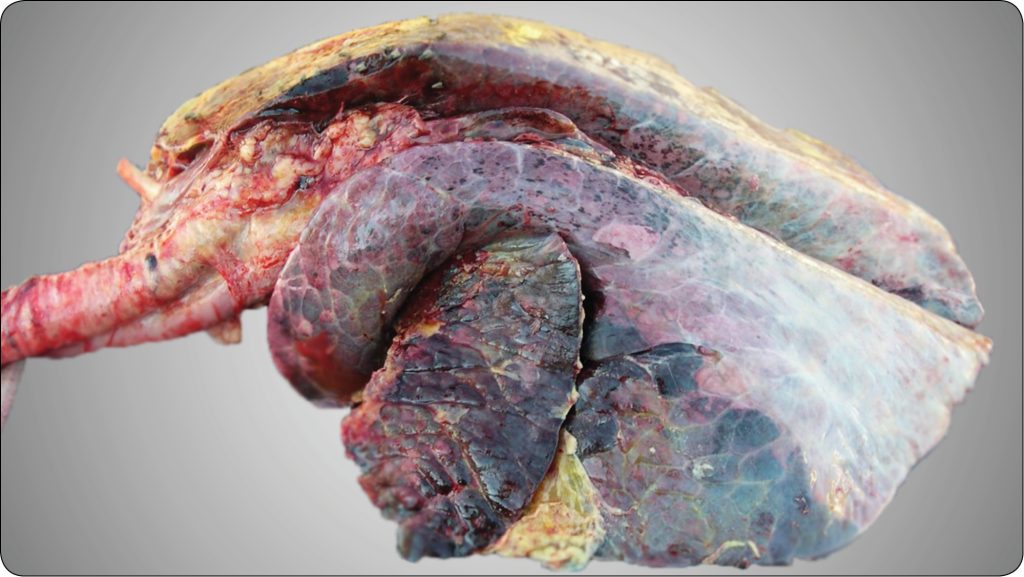 WWT_1_23_Wojciech_Ptak_MANNHEIMIA_HAEMOLYTICA_RYC_2