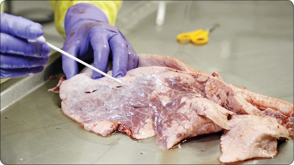 WWT_1_23_Wojciech_Ptak_MANNHEIMIA_HAEMOLYTICA_RYC_3