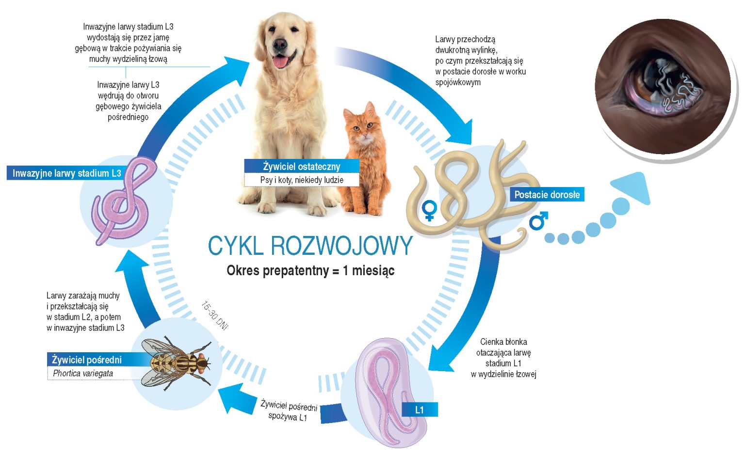 Miej świadomość Nowego Zagrożenia Telazjoza U Psów Vetkompleksowo Serwis Dla Lekarzy 4020