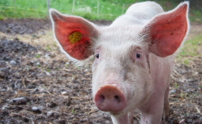 Niezakaźne przyczyny chorób kończyn u świń