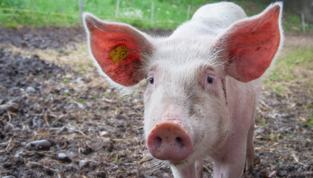 Niezakaźne przyczyny chorób kończyn u świń