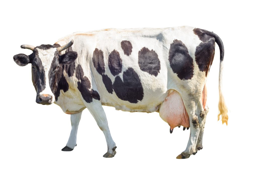 mastitis u krów