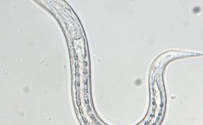 WWP_7-8_23_parazytologia_Caroline_Frey_ODROBACZANIE_PSOW_I_KOTOW_RYC_2