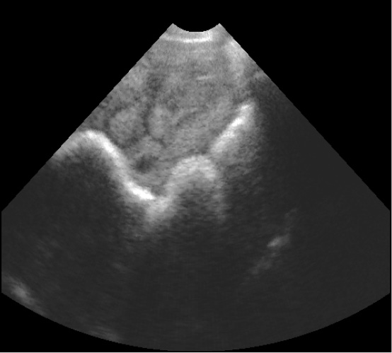 WWT_1_08_Wieslaw_Bielas_ROZPOZNAWANIE_CIAZY_U_SWIN_FOT_1