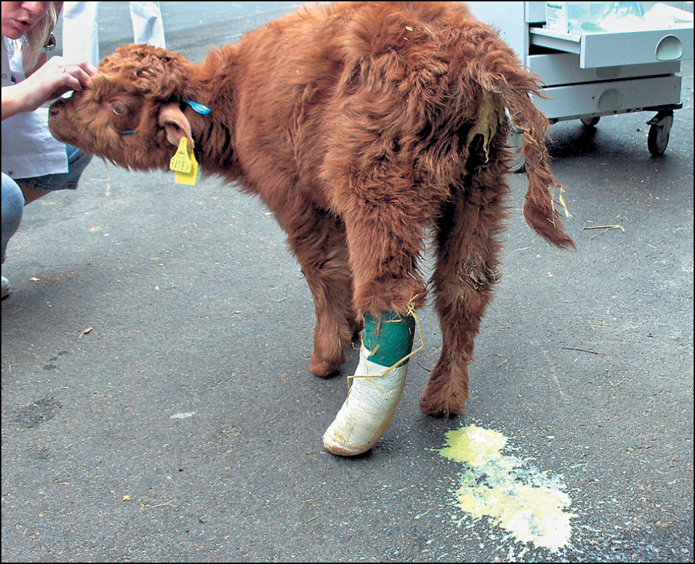 WWT_2_08_Michal_Bednarski_BIEGUNKI_CIELAT_WYWOLYWANE_PRZEZ_E_COLI_RYC_2