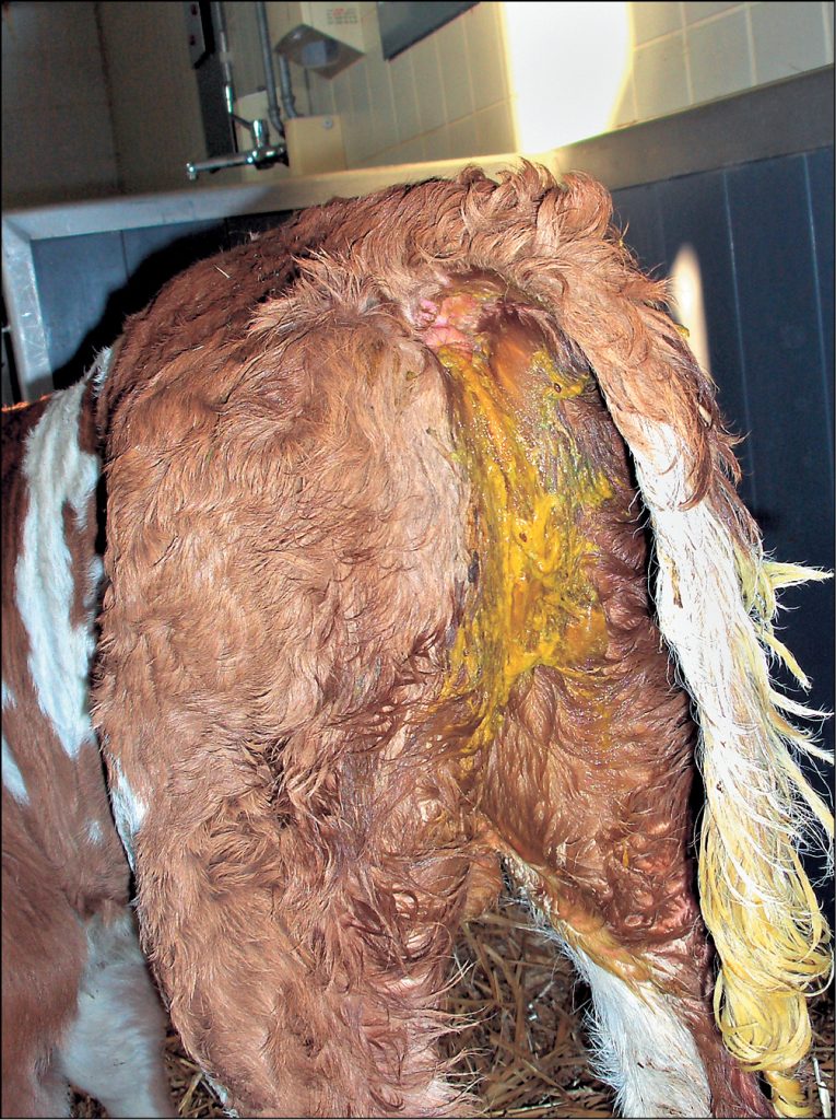 WWT_2_08_Michal_Bednarski_BIEGUNKI_CIELAT_WYWOLYWANE_PRZEZ_E_COLI_RYC_3