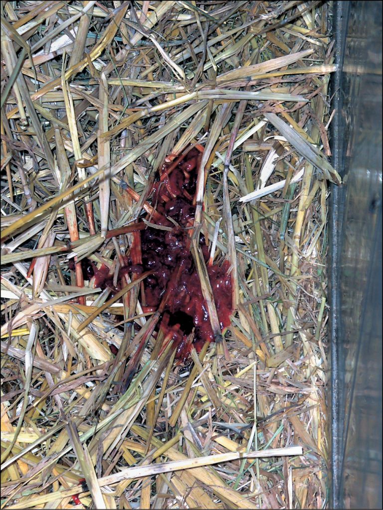 WWT_2_08_Michal_Bednarski_BIEGUNKI_CIELAT_WYWOLYWANE_PRZEZ_E_COLI_RYC_4