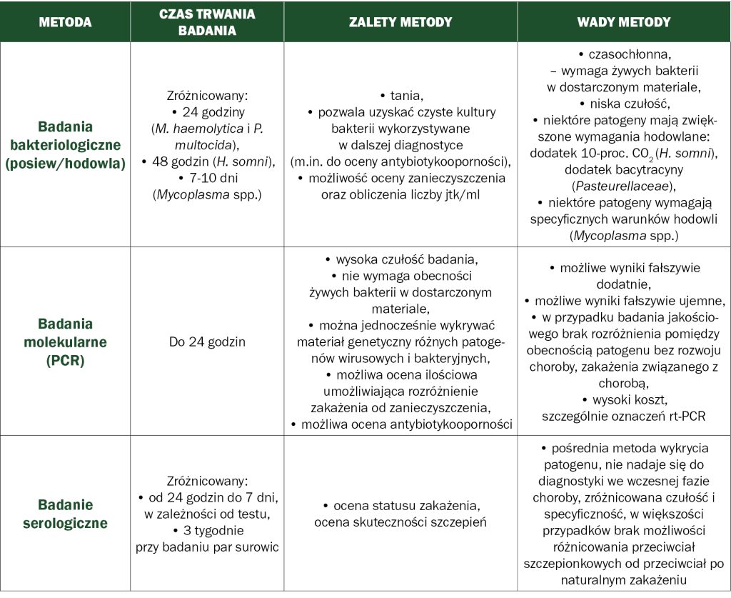zespół oddechowy bydła