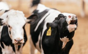 Ograniczenie zużycia antybiotyków – okiem lekarzy pracujących nad jakością mleka w Polsce