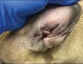 WWP_10_23_Dorota_Pomorska-Handwerker_PROFILAKTYKA_NAWROTOW_OTITIS_EXTERNA_RYC_3