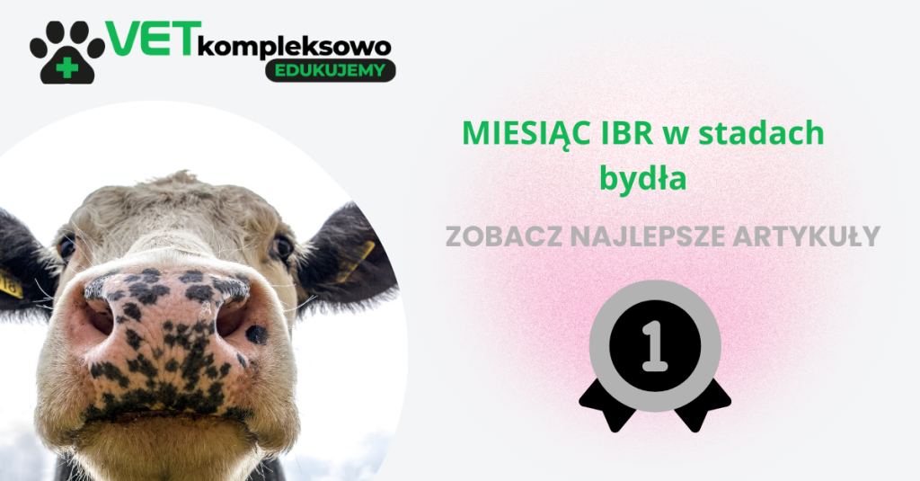 MIESIĄC IBR w stadach bydła