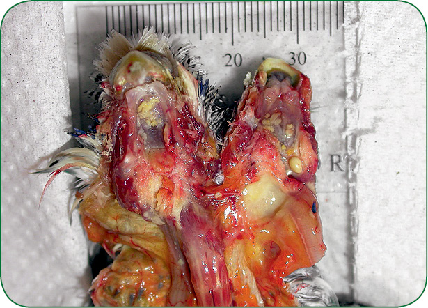 WWP_6_10_Aleksandra_Ledwon_TRICHOMONOZA_U_PTAKOW_DOMOWYCH_RYC_1