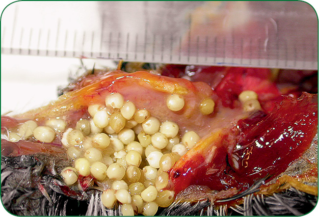 WWP_6_10_Aleksandra_Ledwon_TRICHOMONOZA_U_PTAKOW_DOMOWYCH_RYC_2