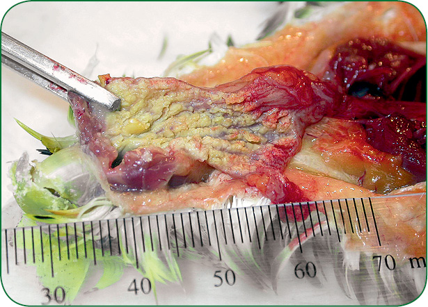 WWP_6_10_Aleksandra_Ledwon_TRICHOMONOZA_U_PTAKOW_DOMOWYCH_RYC_3