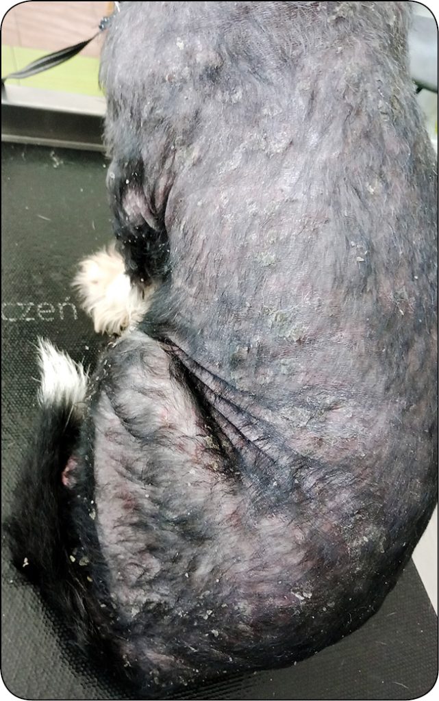 WWP_1-2_24_Marcin_Szczepanik_PECHERZYCE_U_PSOW_RYC_1