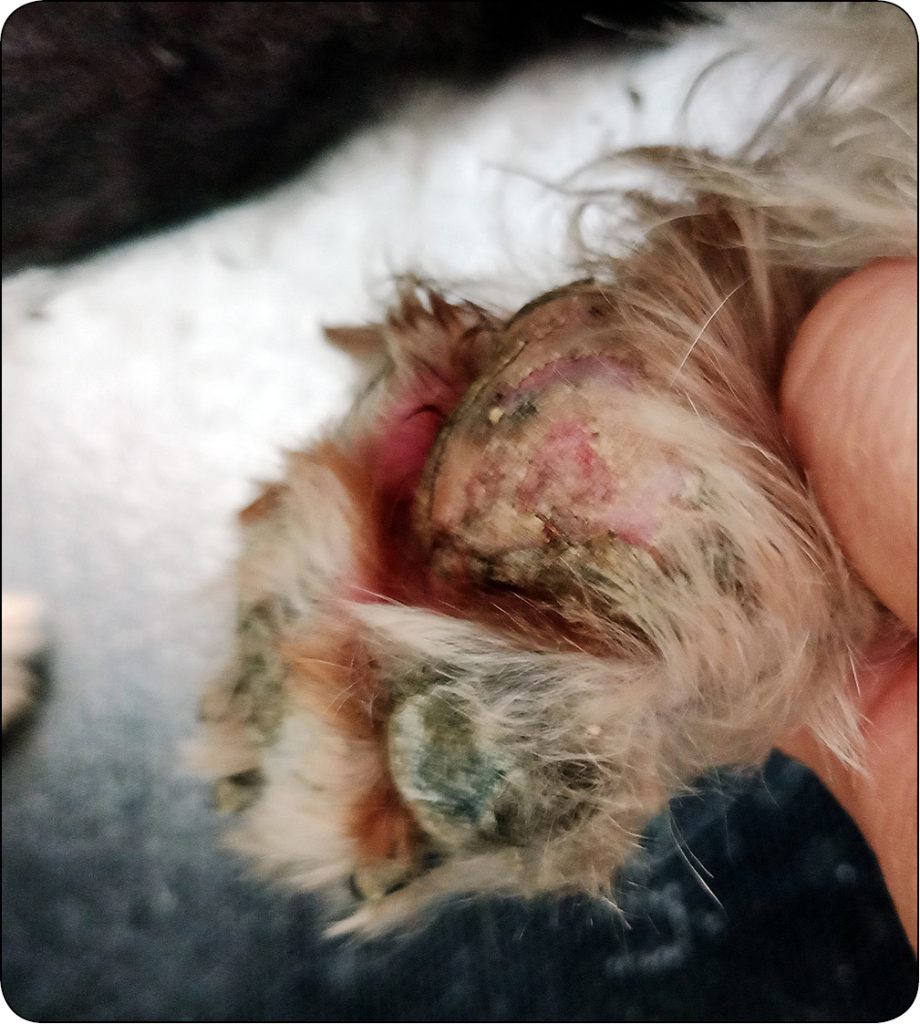 WWP_1-2_24_Marcin_Szczepanik_PECHERZYCE_U_PSOW_RYC_2