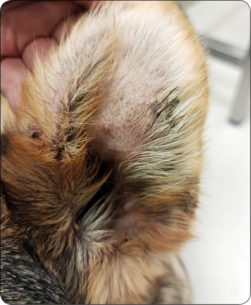 WWP_1-2_24_Marcin_Szczepanik_PECHERZYCE_U_PSOW_RYC_4 pęcherzyca