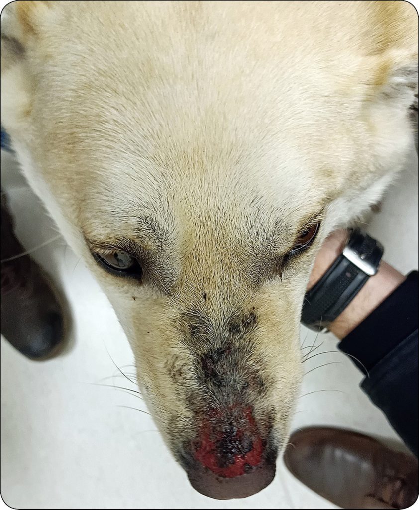 WWP_1-2_24_Marcin_Szczepanik_PECHERZYCE_U_PSOW_RYC_5