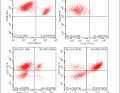 WWP_1-2_24_Milena_Kretschmer_CYTOMETRIA_PRZEPLYWOWA_ZALETY_W_DIAGNOSTYCE_RYC_8