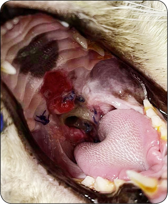 WWP_1-2_24_Pawel_Adam_Mucha_POWIKLANIE_PO_ZABIEGACH_PALATOPLASTYKI_RYC_6