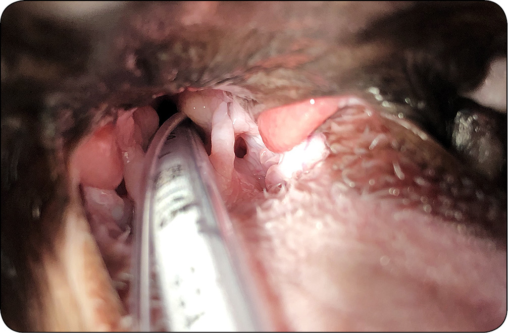 WWP_1-2_24_Pawel_Adam_Mucha_POWIKLANIE_PO_ZABIEGACH_PALATOPLASTYKI_RYC_7