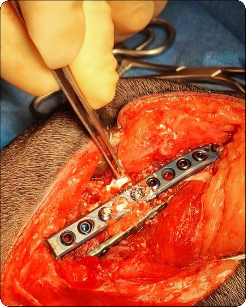 WWP_1-2_24_Hanna_Ziemak_PRZEGLAD_RESORBOWALNYCH_MATERIALOW_KOSCIOZASTEPCZYCH_RYC_3