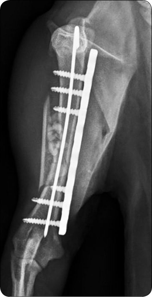 WWP_1-2_24_Hanna_Ziemak Przegląd resorbowalnych materiałów kościozastępczych