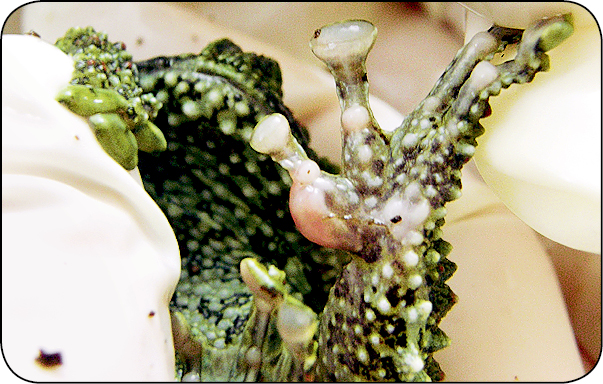 WWP_11-12_09_Tomasz_Jozwik_ZMIANY_SKORNE_U_PLAZOW_RYC_1