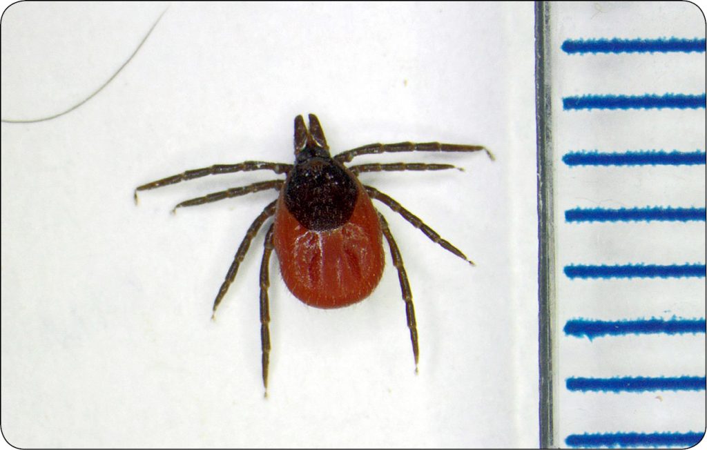 WWT_1_24_Lukasz_Adaszek_BABESZJOZA_BYDLA_RYC_4