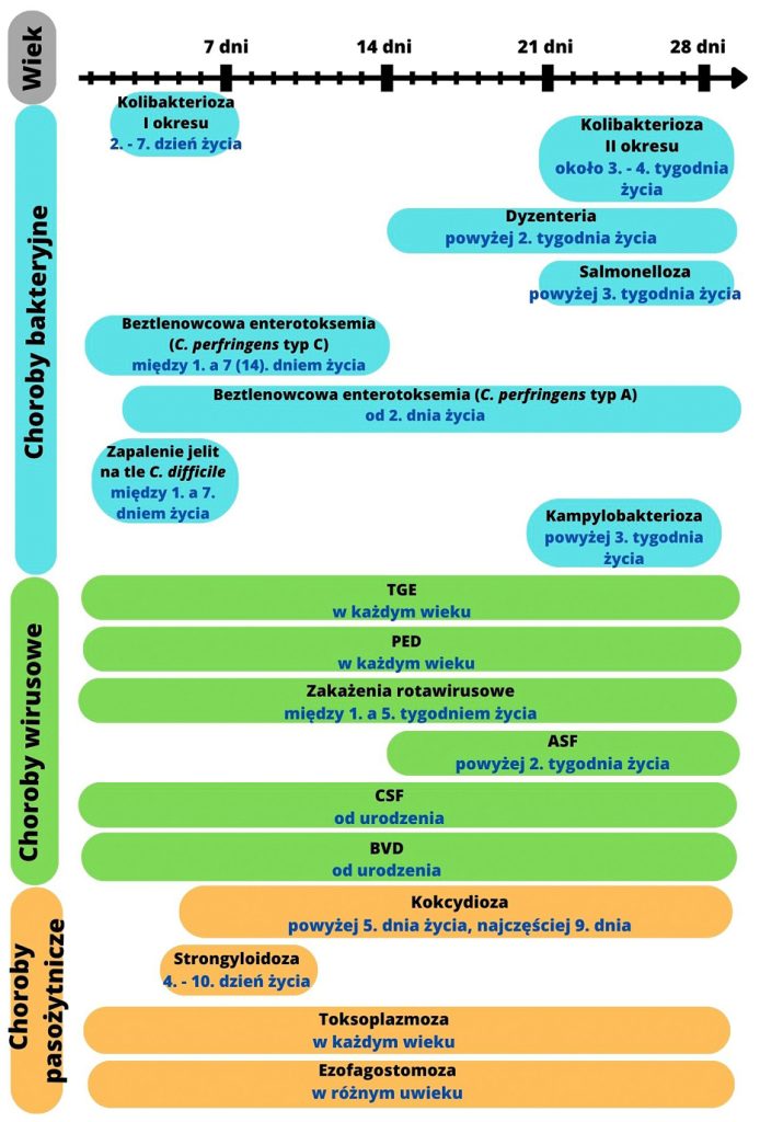 WWT_1_24_Hanna_Turlewicz-Podbielska_BIEGUNKI_PROSIAT_SSACYCH_PATOGENY_RYC_2
