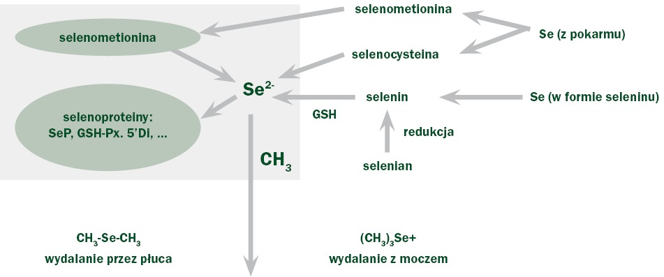 WWT_1_24_Przemyslaw_Sobiech_SELEN_ROLA_I_NIEDOBOR_U_PRZEZUWACZY_RYC_2 selen
