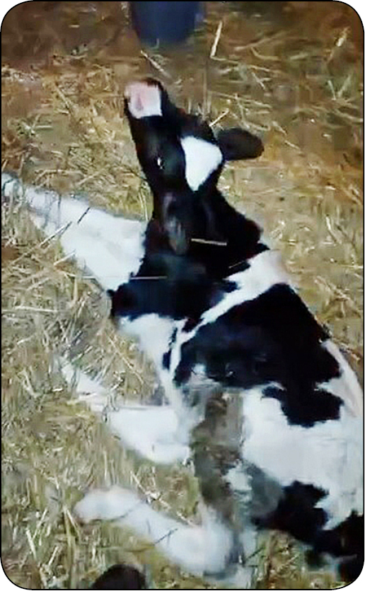 WWT_1_24_Malgorzata_Dziekiewicz-Mrugasiewicz_WYSTEPOWANIE_NIEZBORNOSCI_U_BYDLA_RYC_1